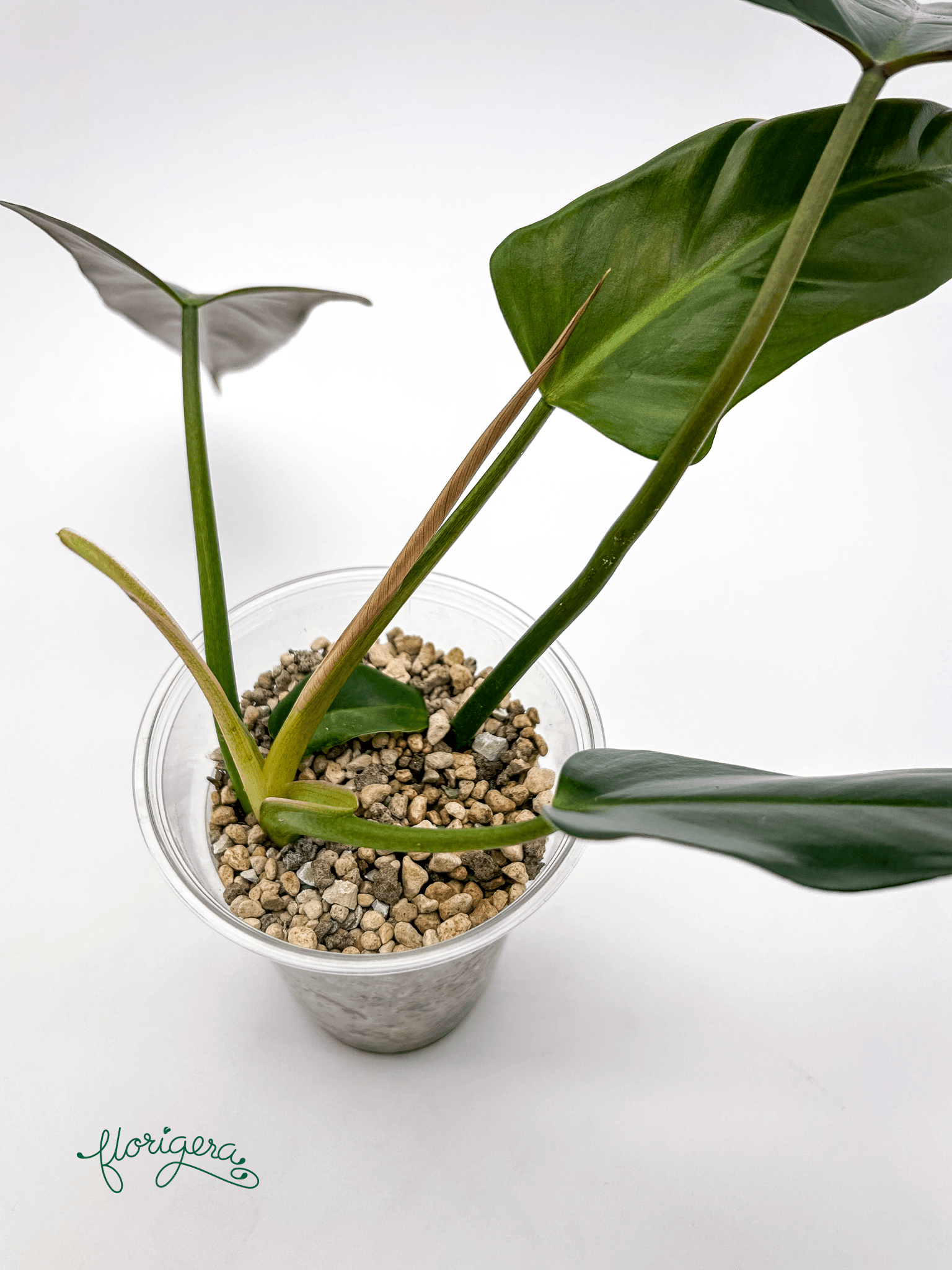 Philodendron mexicanum - Florigera