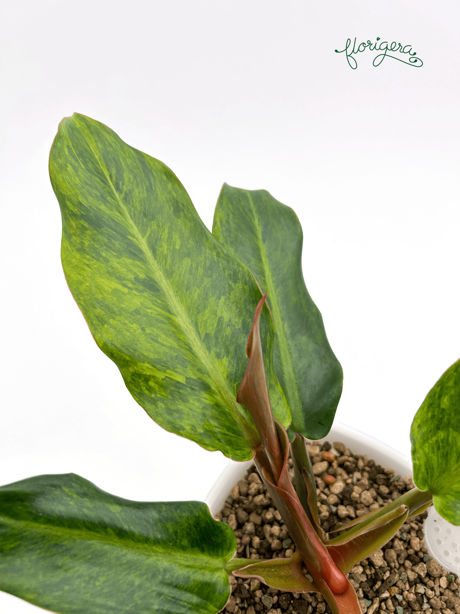 Philodendron &