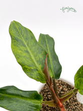 Philodendron &