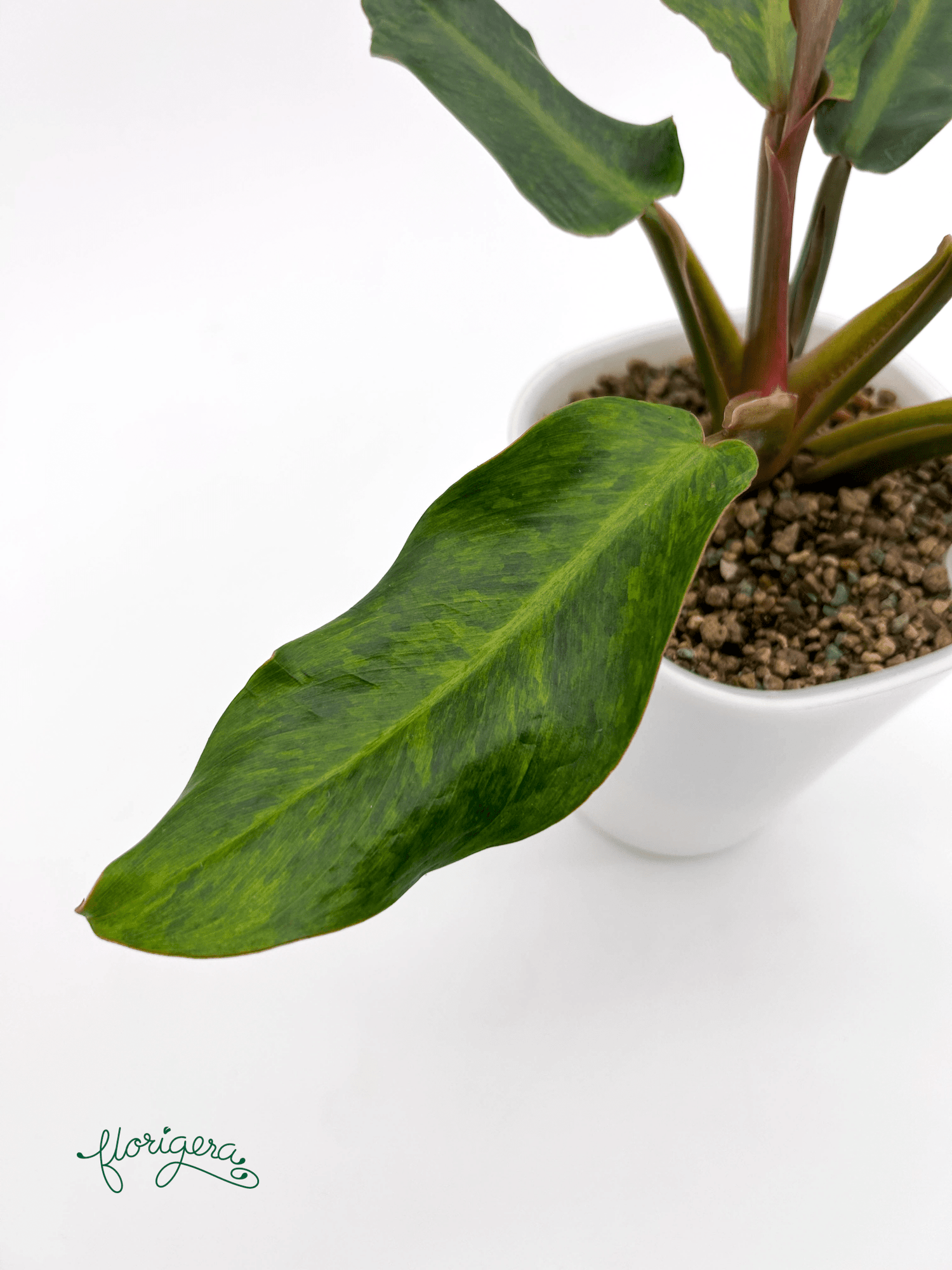 Philodendron &