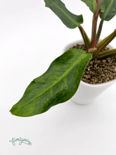 Philodendron &