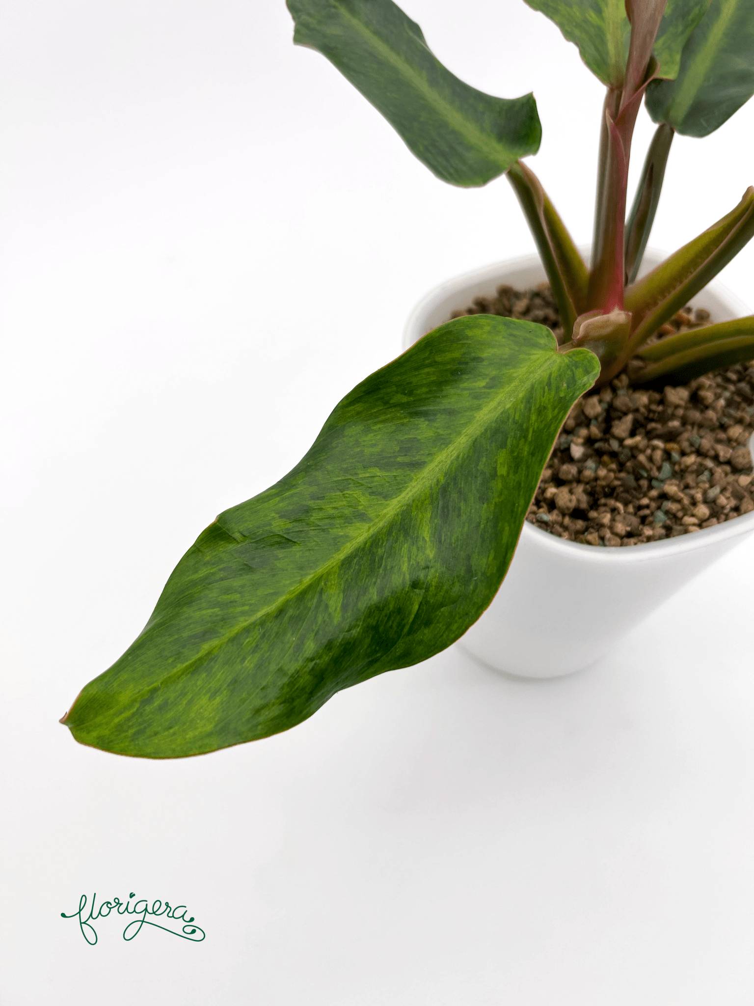 Philodendron &