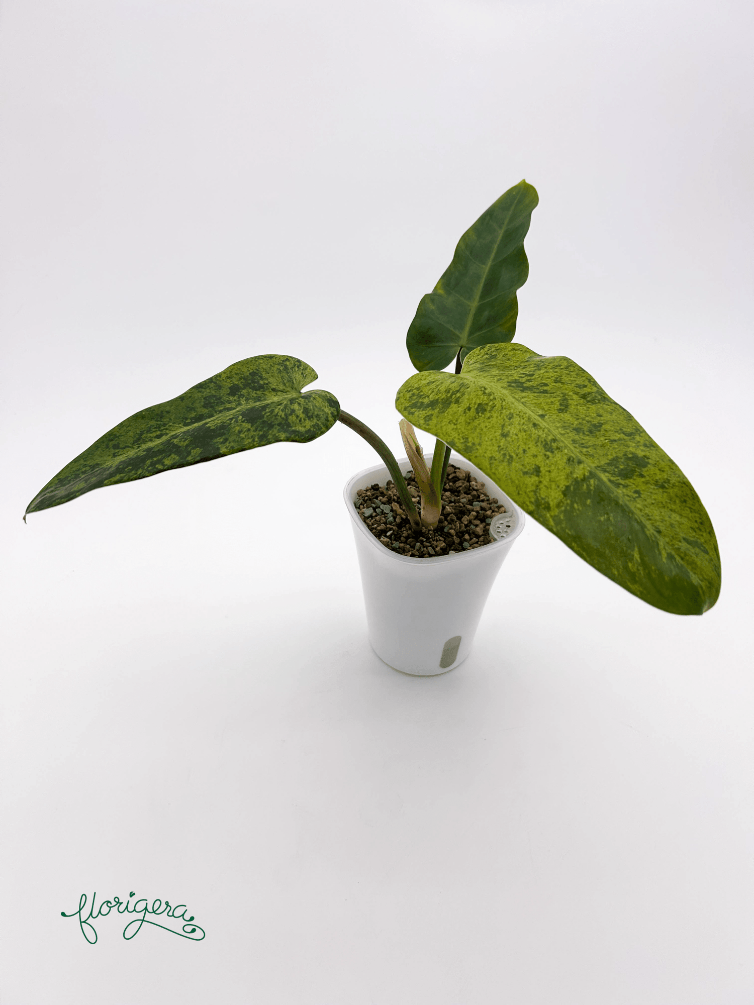 Philodendron &