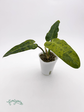 Philodendron &