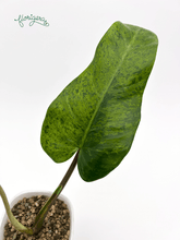 Philodendron &