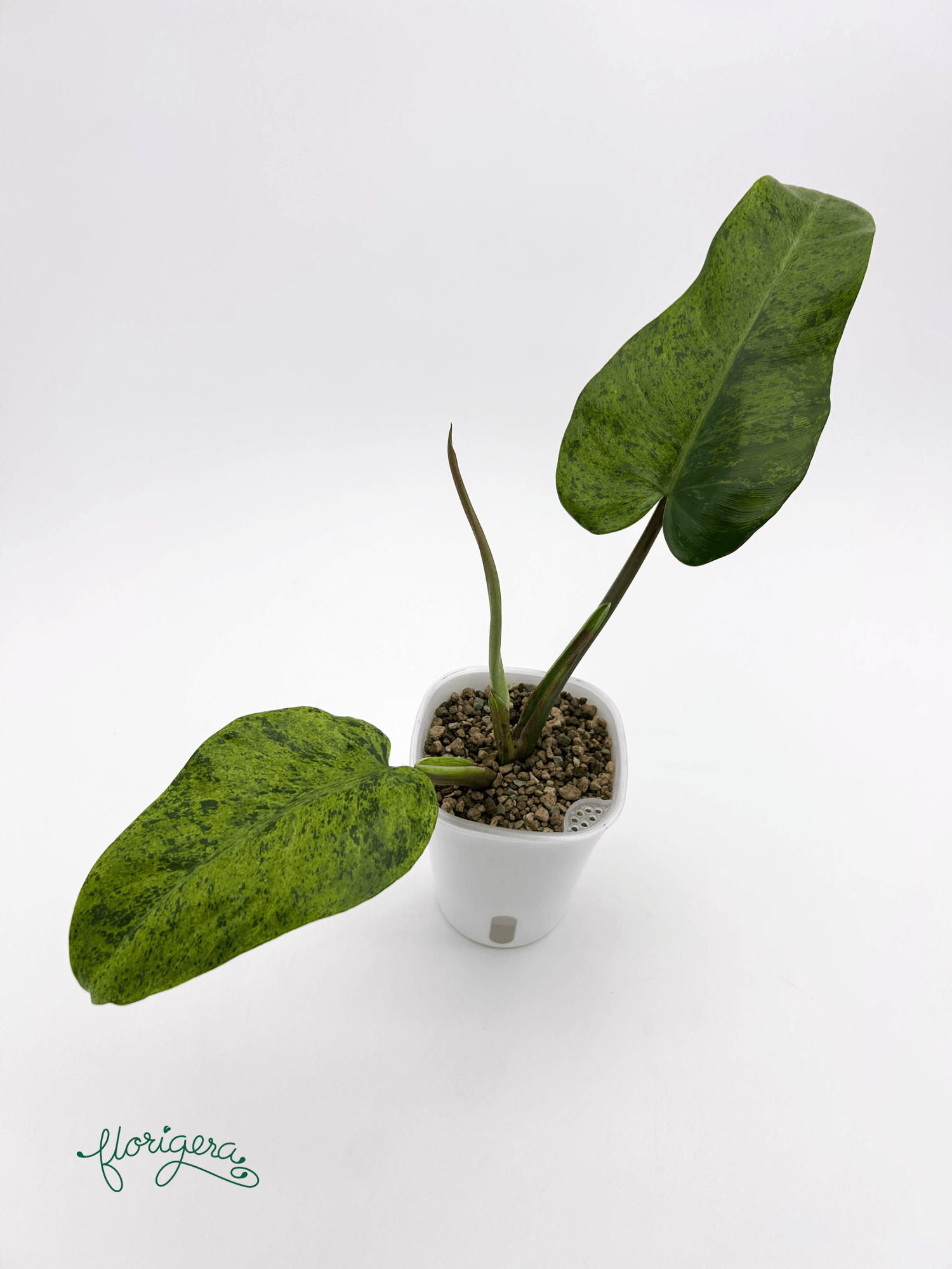 Philodendron &