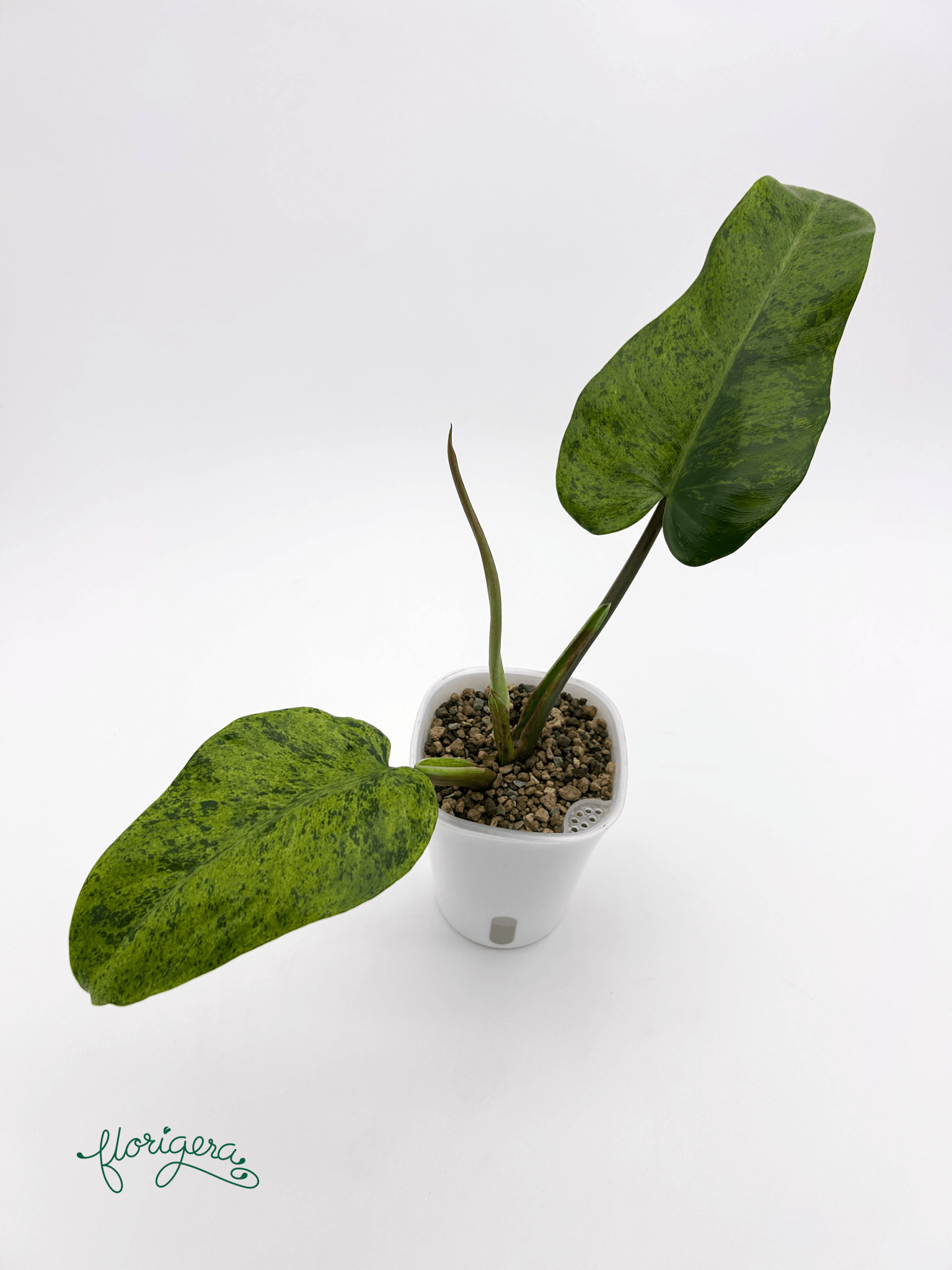 Philodendron &