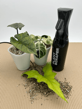 Rain Vibe Bottle 500ml - Florigera