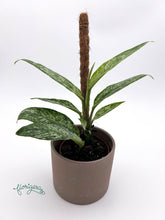 Rhaphidophora elliptica Mint - Florigera