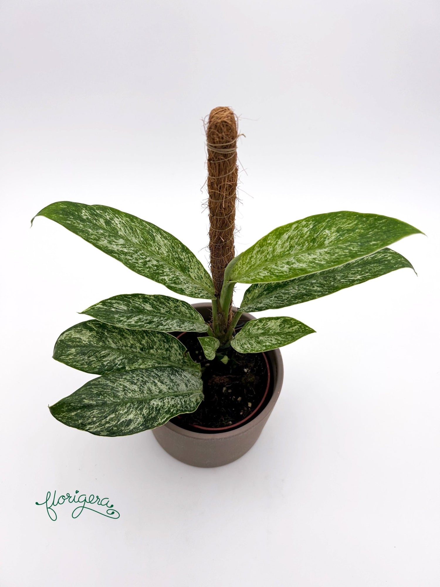 Rhaphidophora elliptica Mint - Florigera