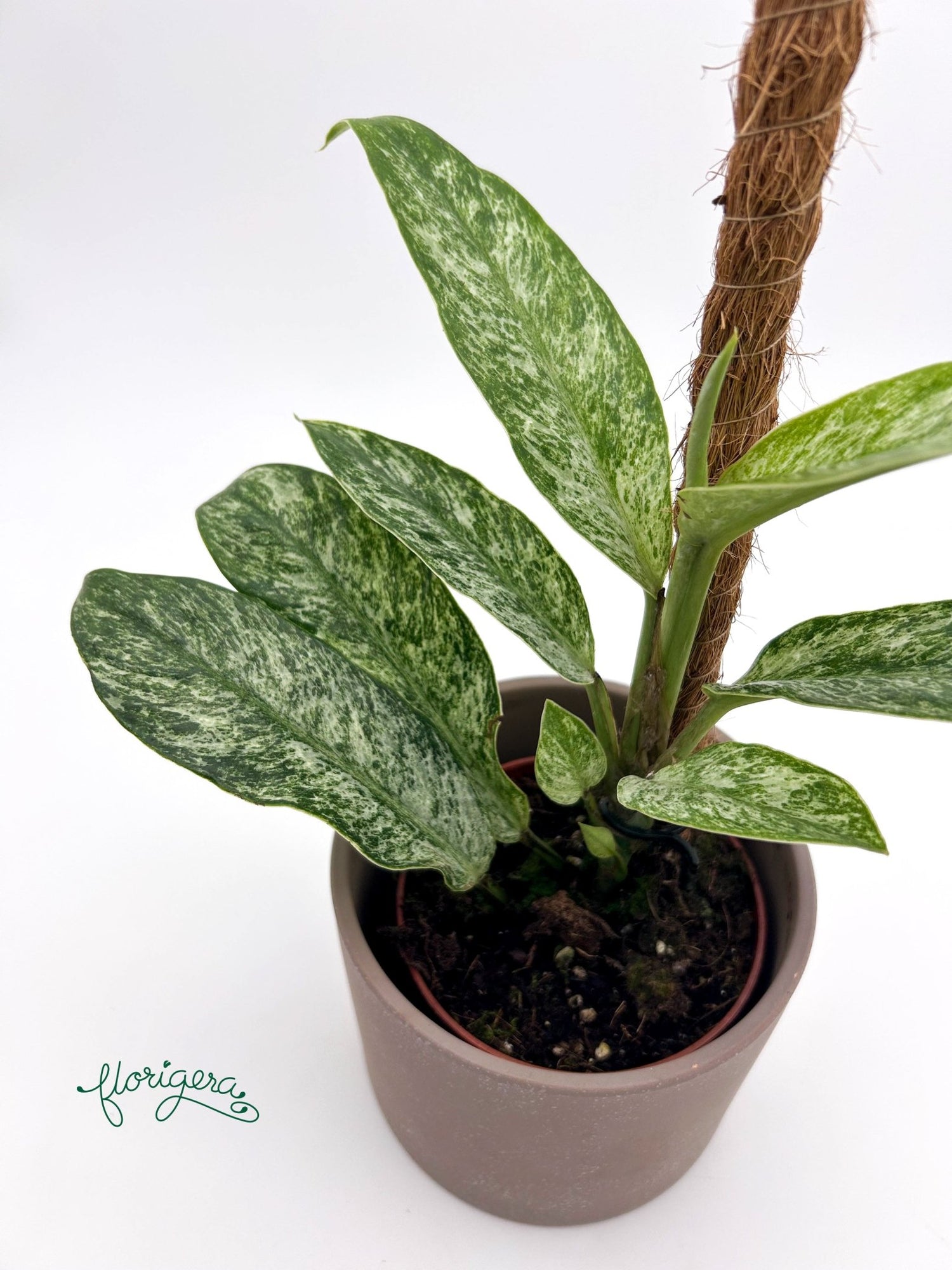 Rhaphidophora elliptica Mint - Florigera