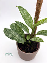 Rhaphidophora elliptica Mint - Florigera