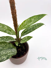 Rhaphidophora elliptica Mint - Florigera