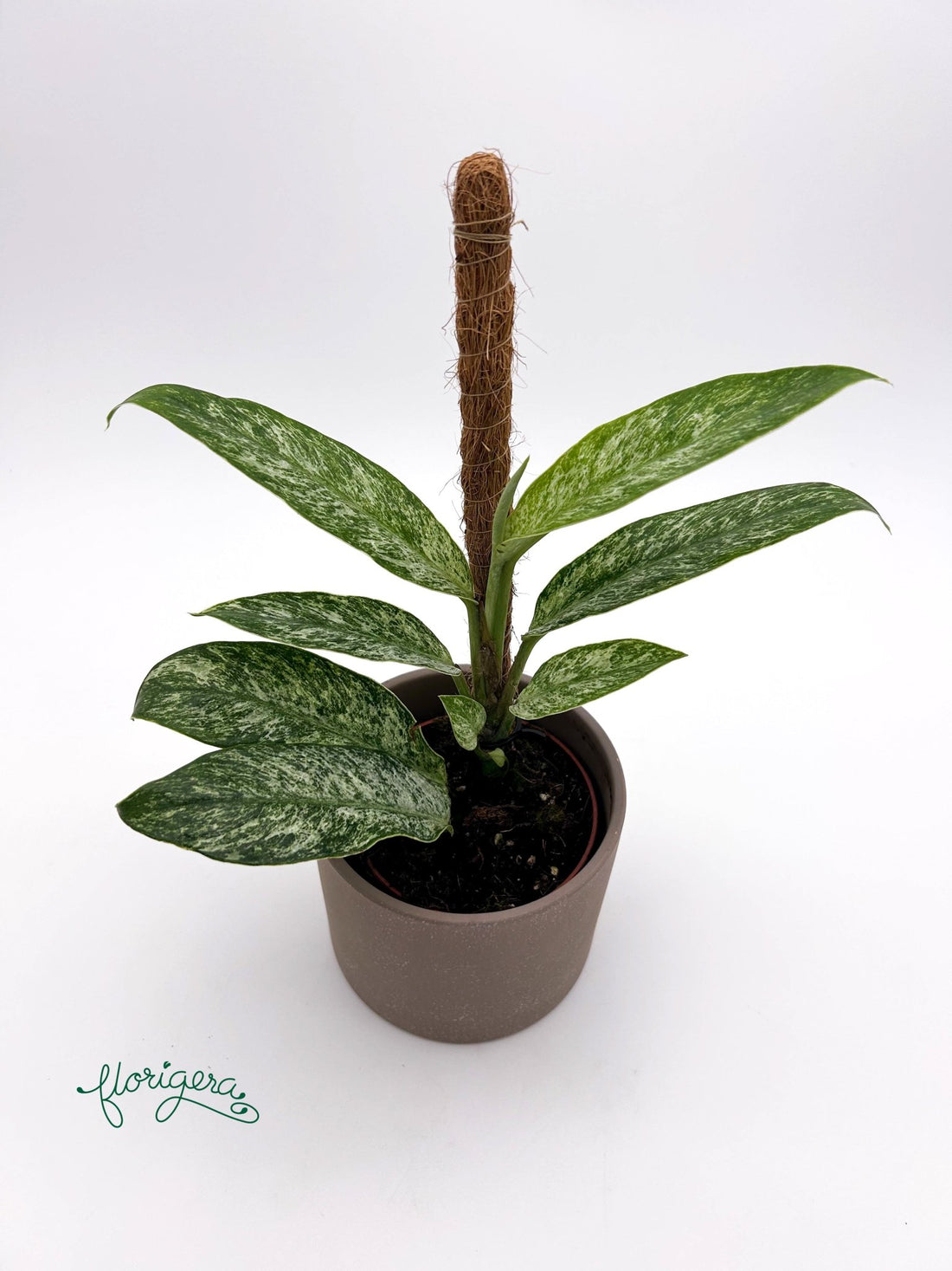 Rhaphidophora elliptica Mint - Florigera