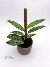 Rhaphidophora elliptica Mint - Florigera