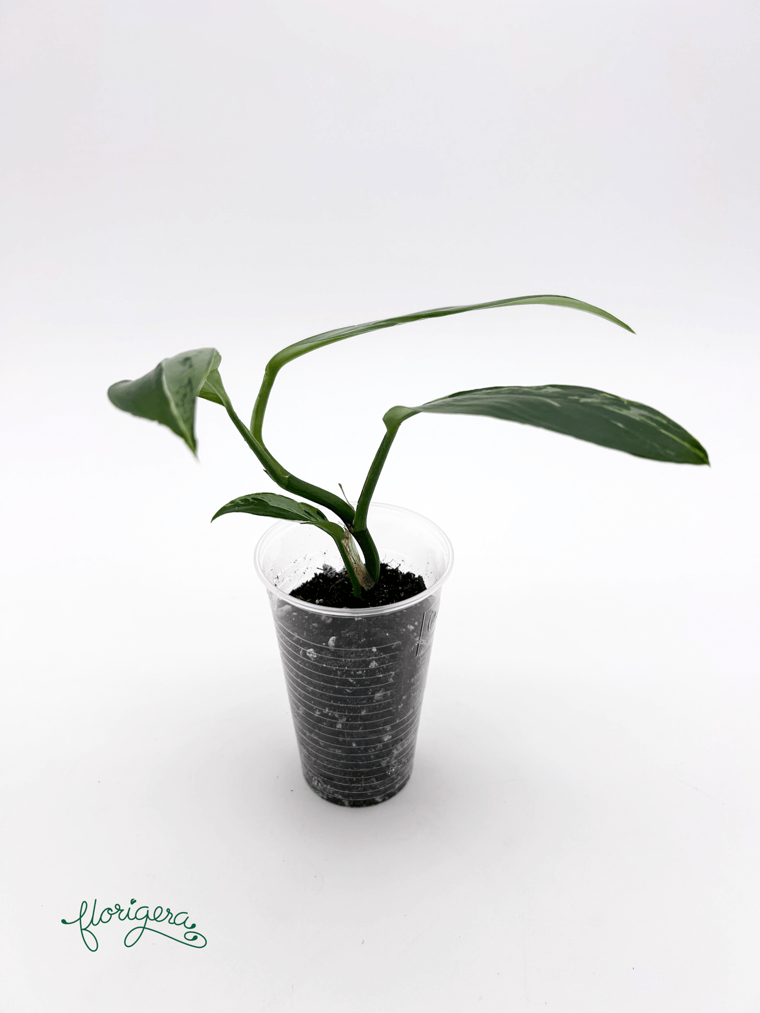 Rhaphidophora elliptica ‘Variegata’ - Florigera