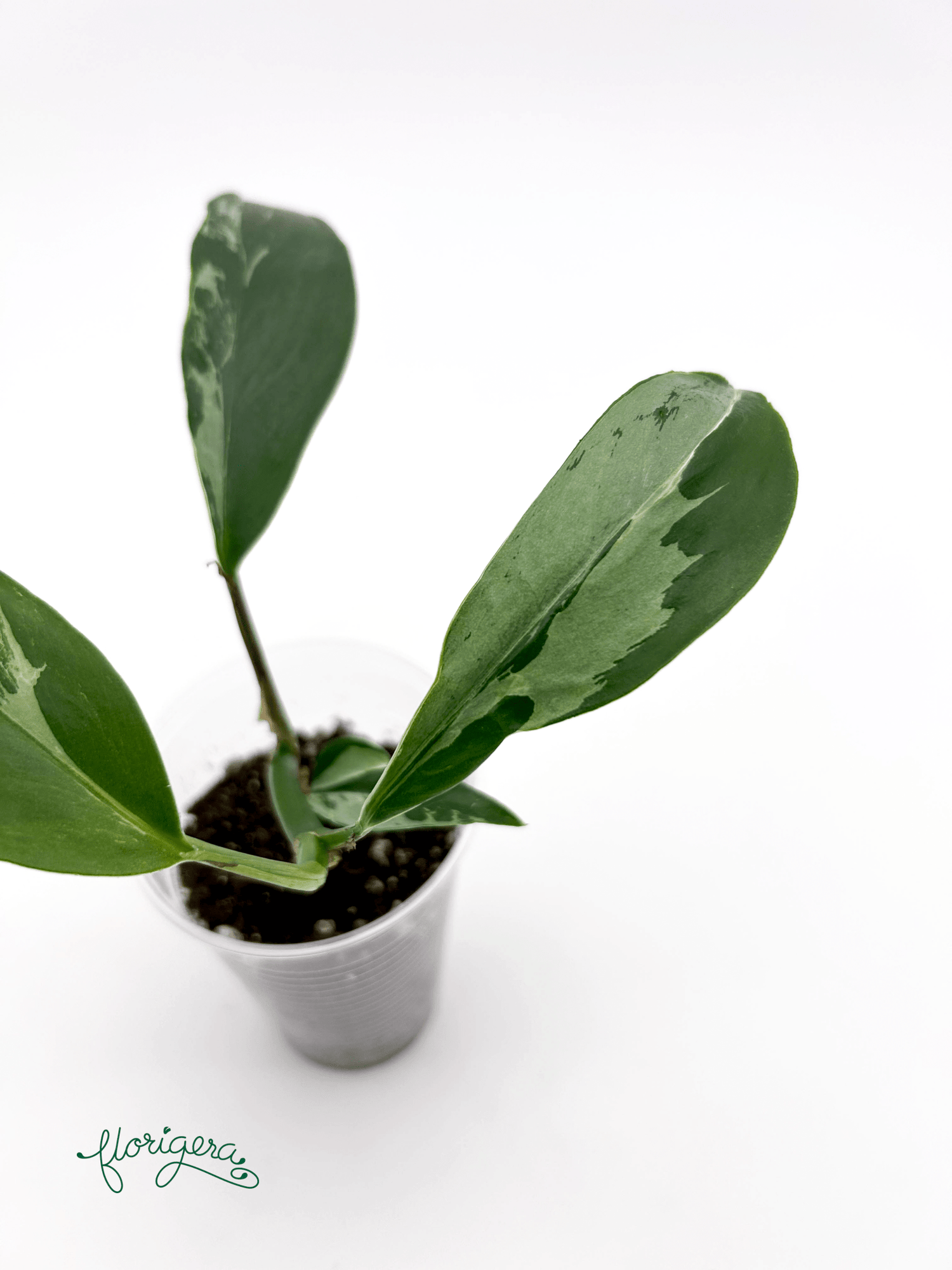 Rhaphidophora elliptica ‘Variegata’ - Florigera