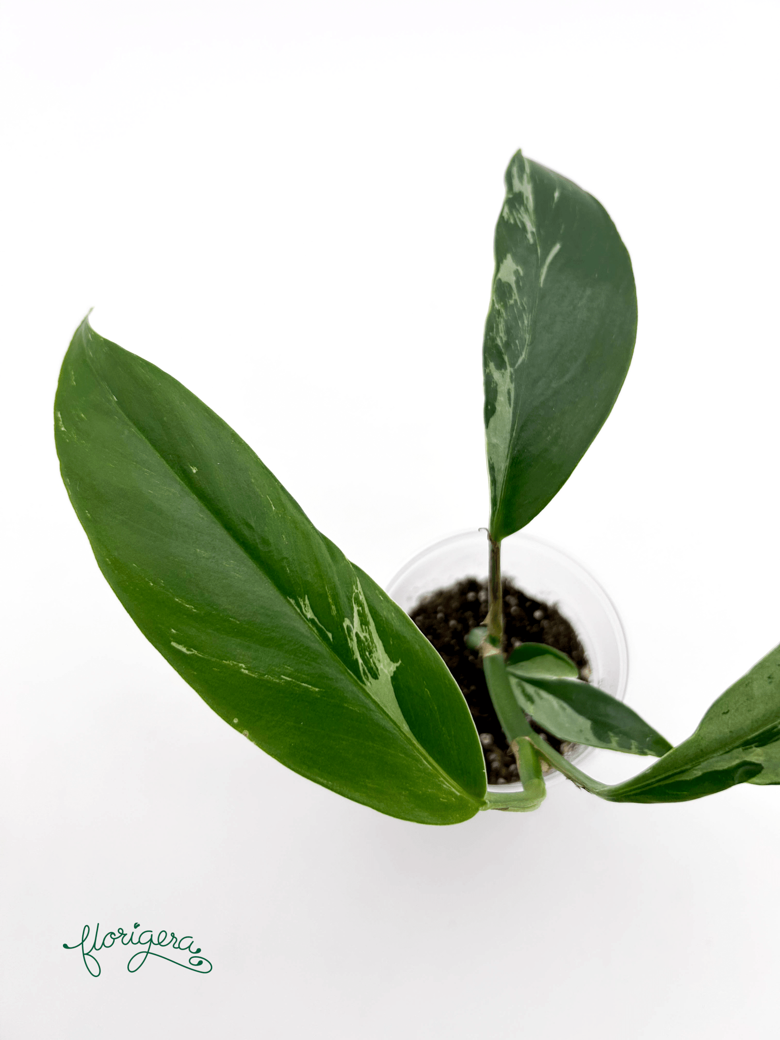 Rhaphidophora elliptica ‘Variegata’ - Florigera