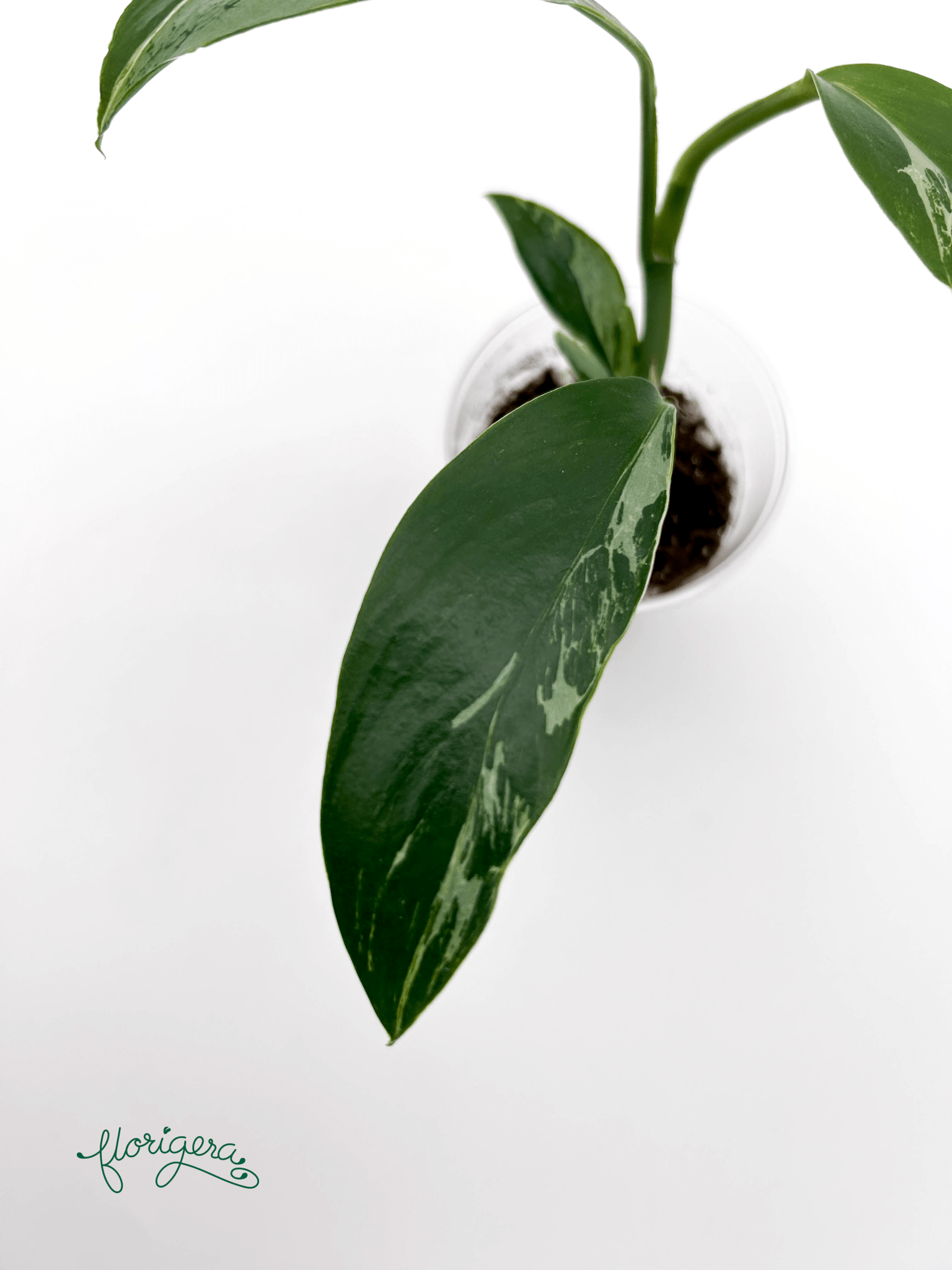 Rhaphidophora elliptica ‘Variegata’ - Florigera