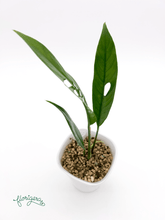 Rhaphidophora megasperma 2 - Florigera