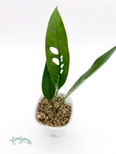 Rhaphidophora megasperma 2 - Florigera