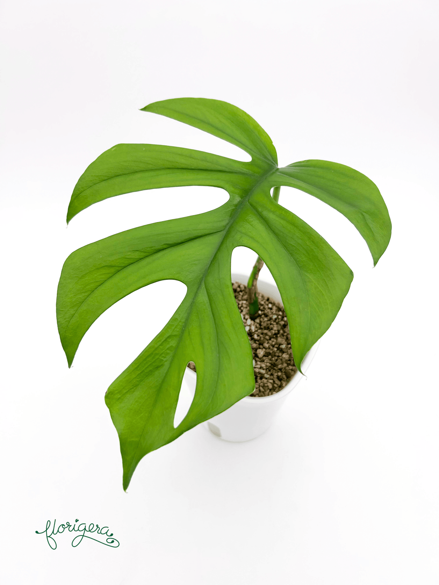 Rhaphidophora sp. “Flame” - Florigera