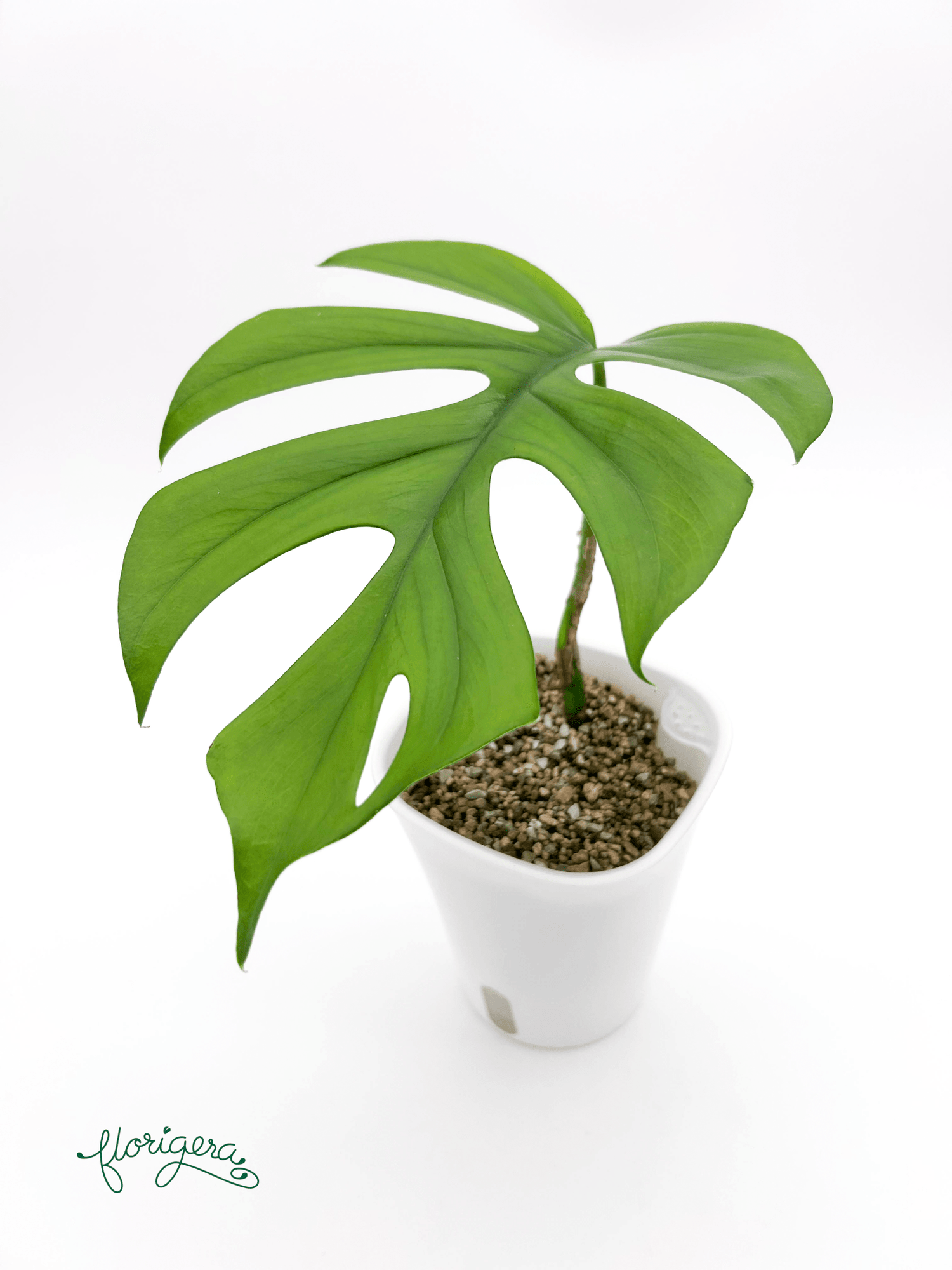 Rhaphidophora sp. “Flame” - Florigera