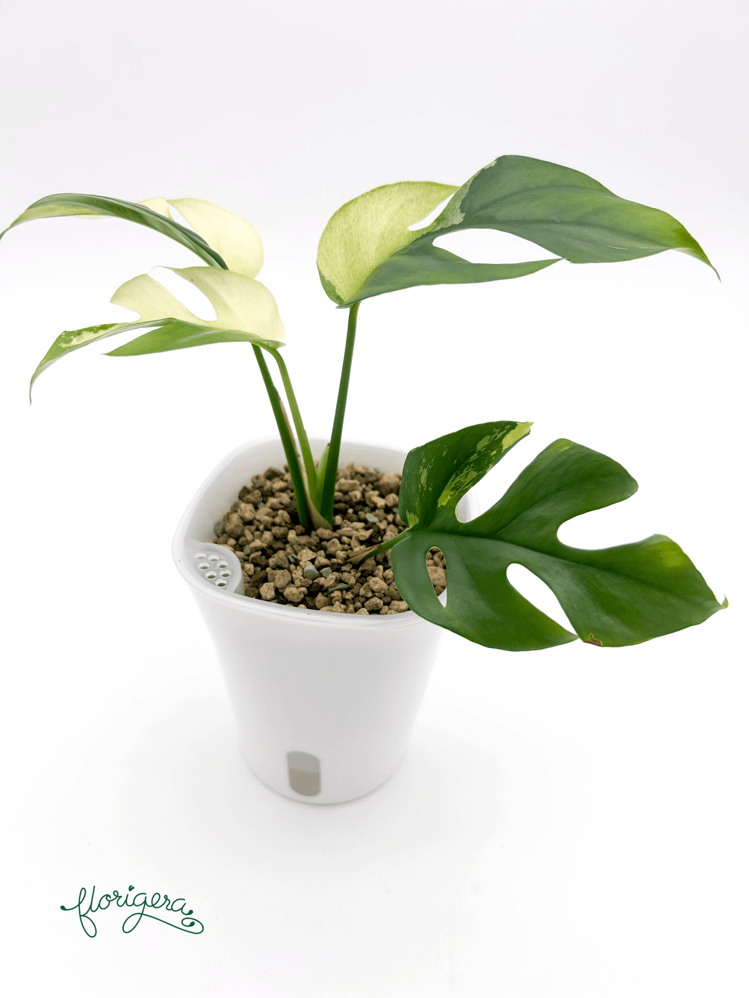 Rhaphidophora tetrasperma ‘Albo - Variegata’ 2 - Florigera