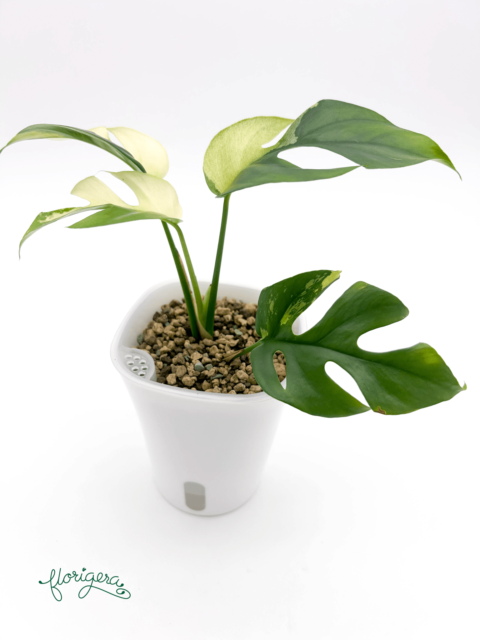 Rhaphidophora tetrasperma ‘Albo - Variegata’ 2 - Florigera