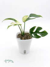 Rhaphidophora tetrasperma ‘Albo - Variegata’ 2 - Florigera