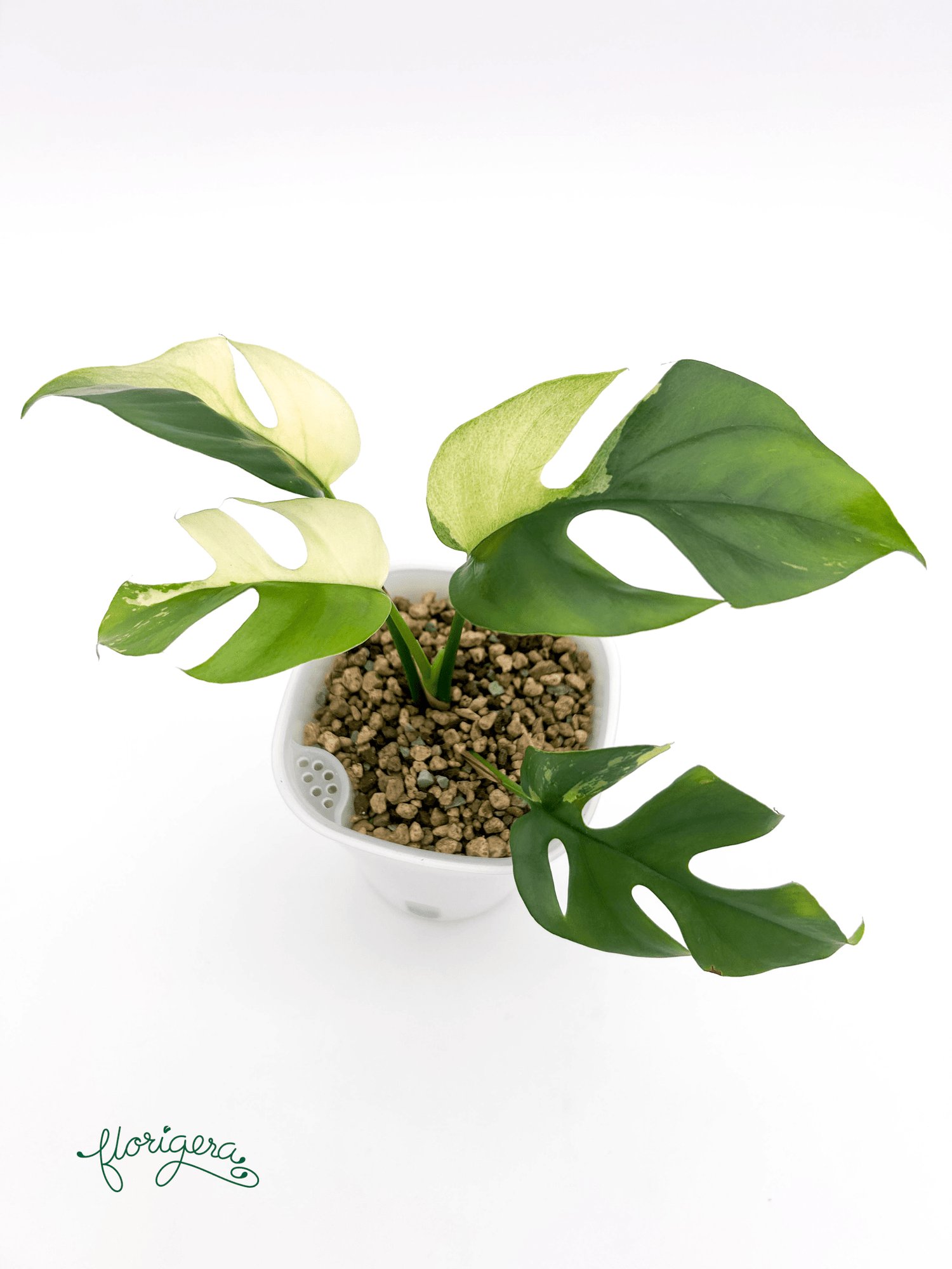 Rhaphidophora tetrasperma ‘Albo - Variegata’ 2 - Florigera