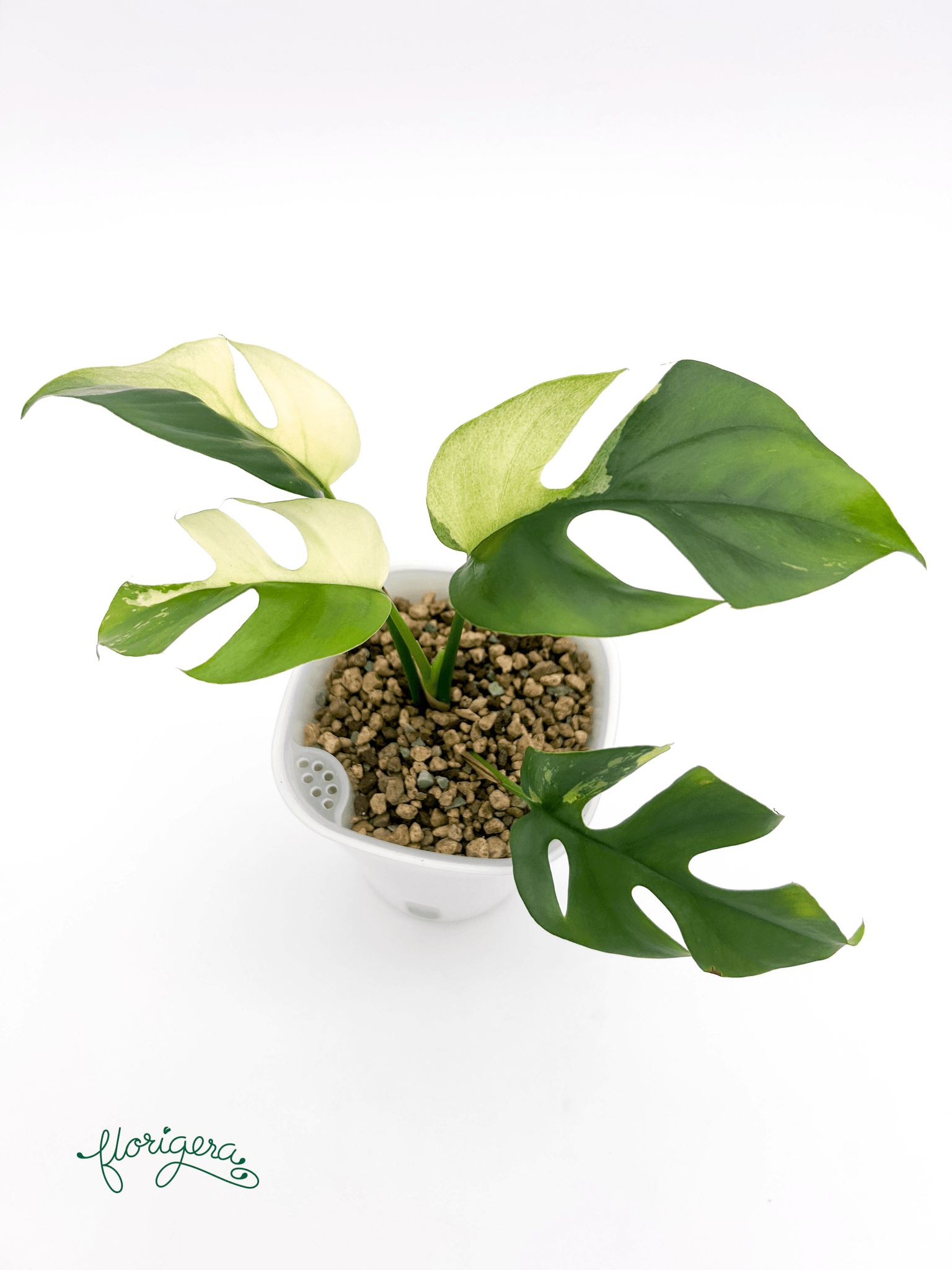 Rhaphidophora tetrasperma ‘Albo - Variegata’ 2 - Florigera