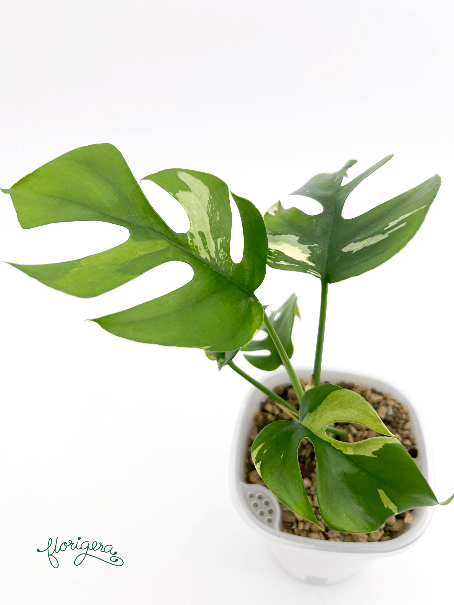 Rhaphidophora tetrasperma ‘Albo - Variegata’ - Florigera