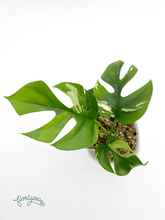 Rhaphidophora tetrasperma ‘Albo - Variegata’ - Florigera