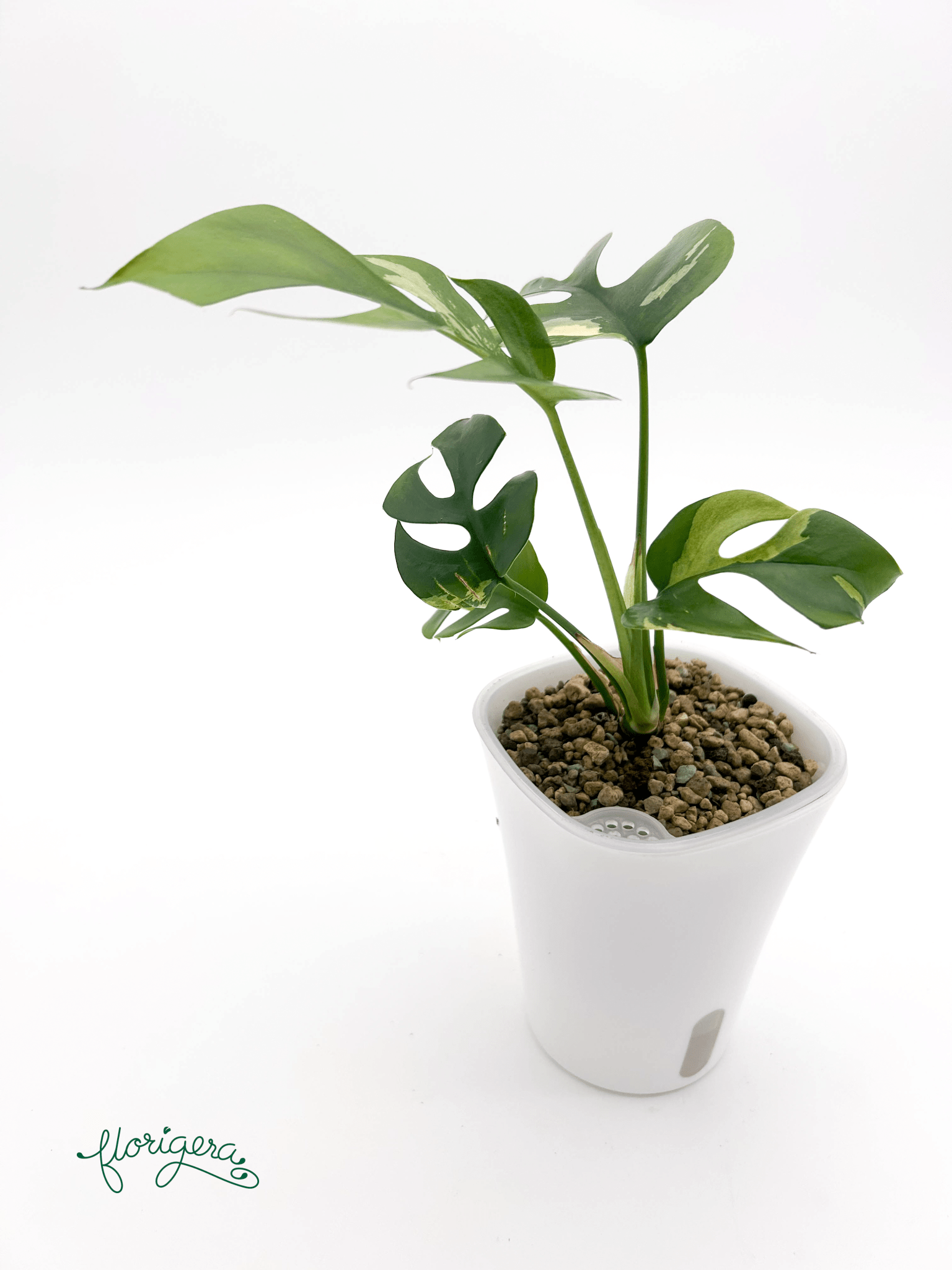 Rhaphidophora tetrasperma ‘Albo - Variegata’ - Florigera