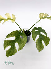 Rhaphidophora tetrasperma White Monster - baby rastlinka - Florigera