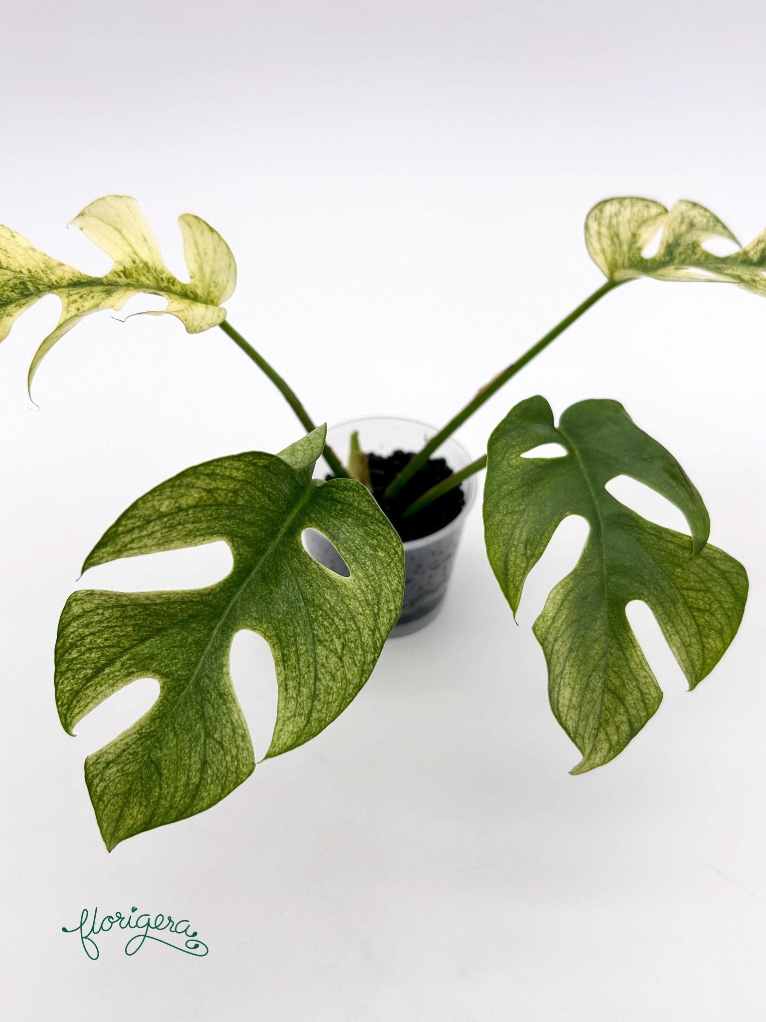 Rhaphidophora tetrasperma White Monster - baby rastlinka - Florigera