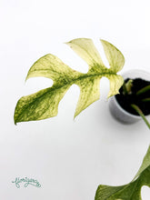 Rhaphidophora tetrasperma White Monster - baby rastlinka - Florigera