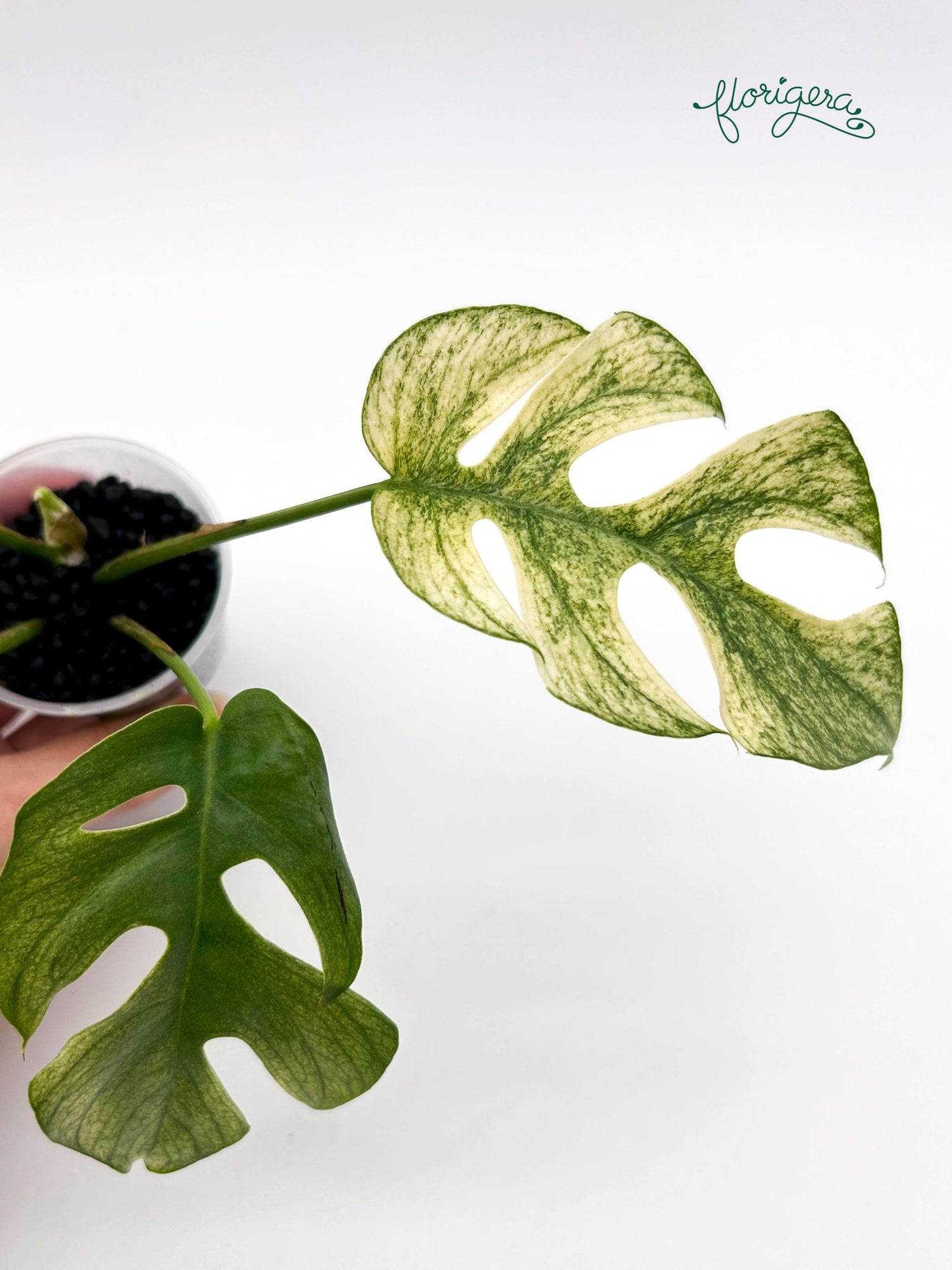 Rhaphidophora tetrasperma White Monster - baby rastlinka - Florigera