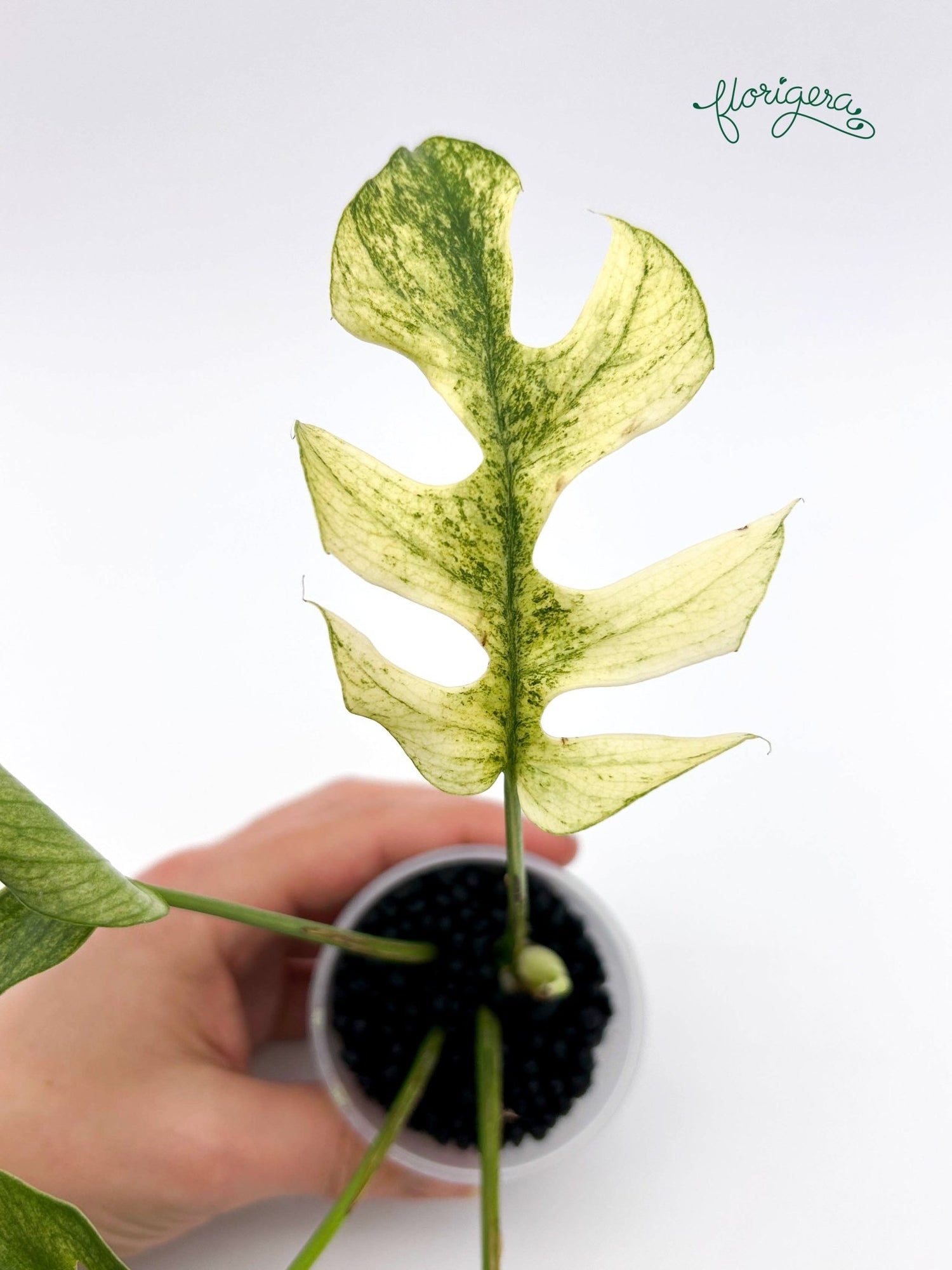 Rhaphidophora tetrasperma White Monster - baby rastlinka - Florigera