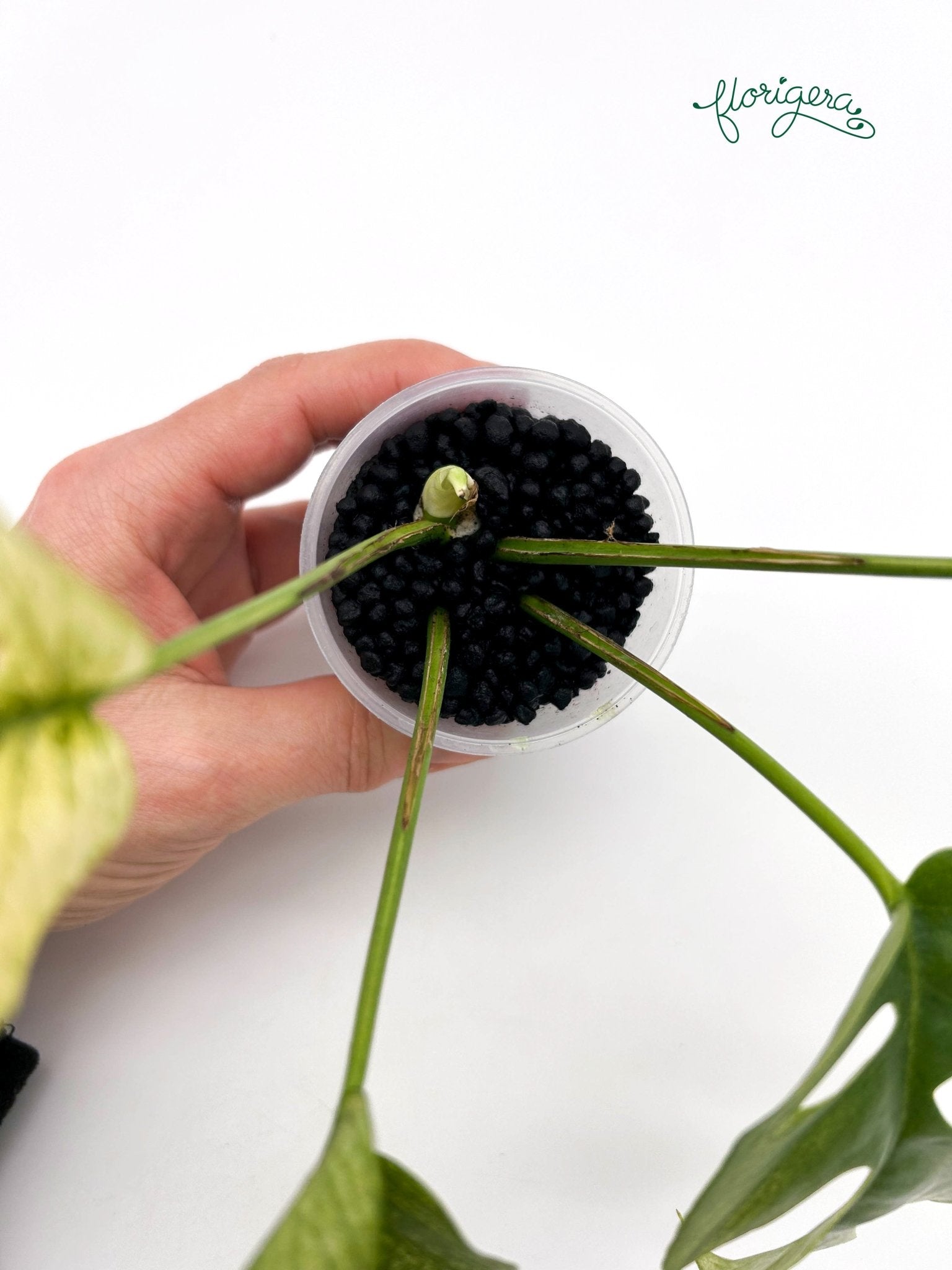 Rhaphidophora tetrasperma White Monster - baby rastlinka - Florigera