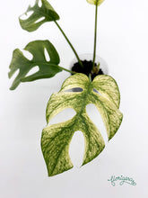 Rhaphidophora tetrasperma White Monster - baby rastlinka - Florigera