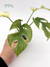 Rhaphidophora tetrasperma White Monster - baby rastlinka - Florigera