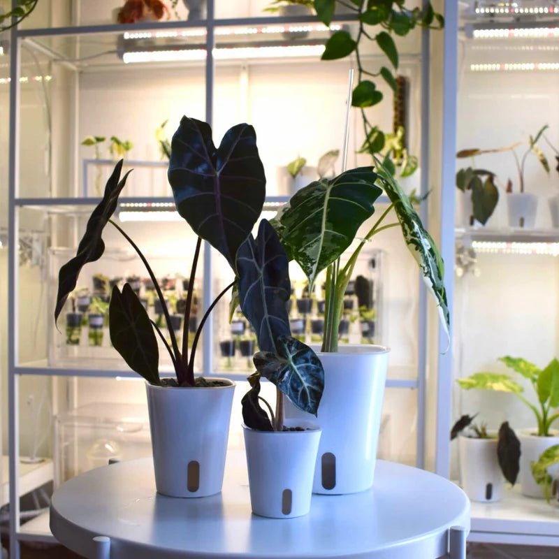 Samozavlažovací kvetináč Plantscraper - Florigera