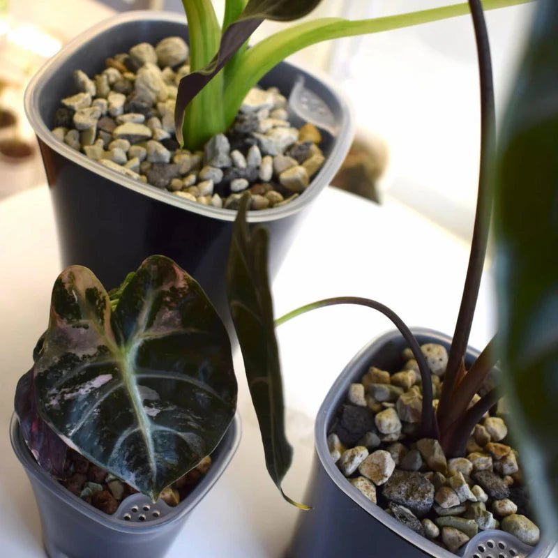 Samozavlažovací kvetináč Plantscraper - Florigera