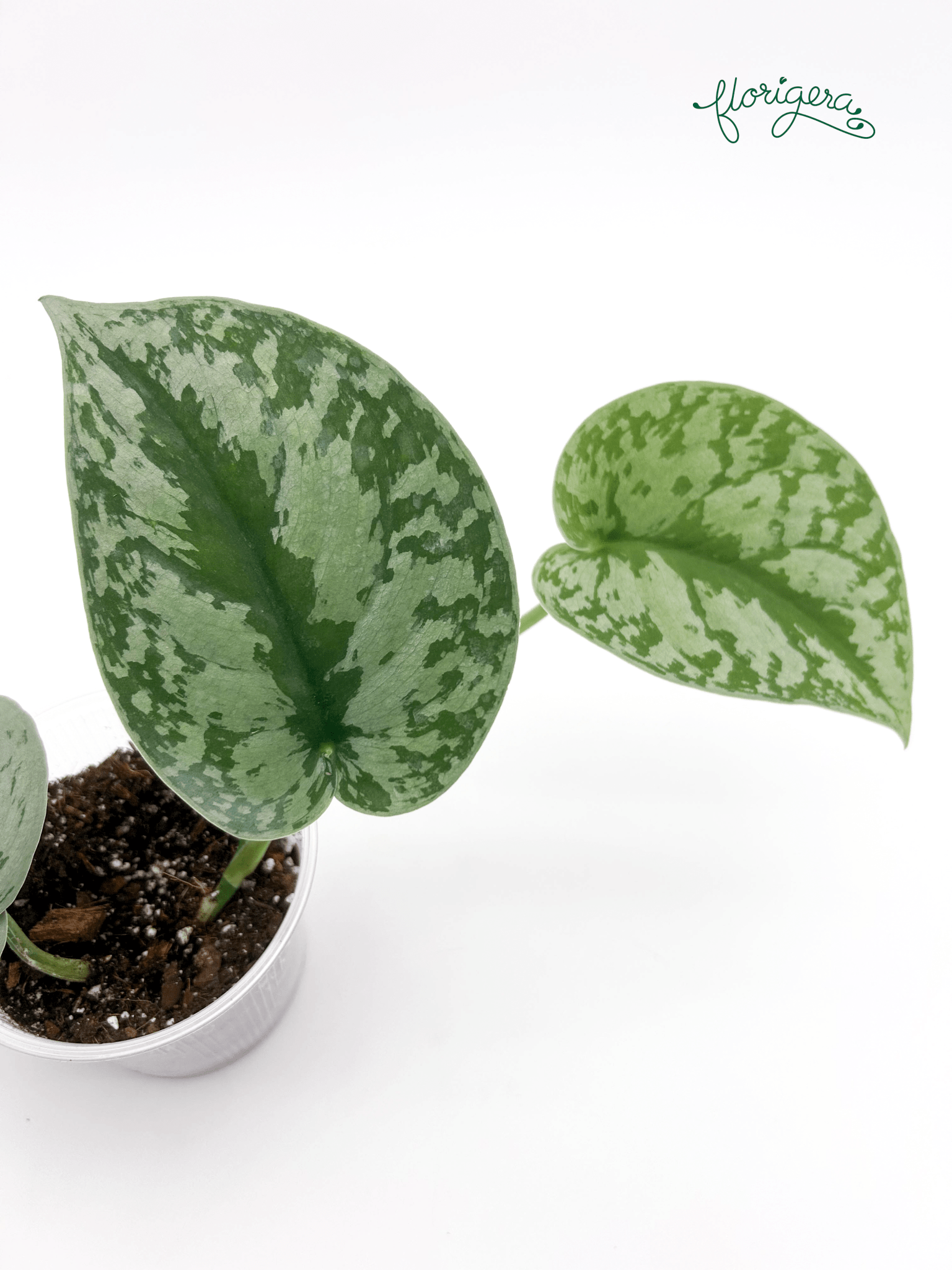 Scindapsus exotica - Florigera