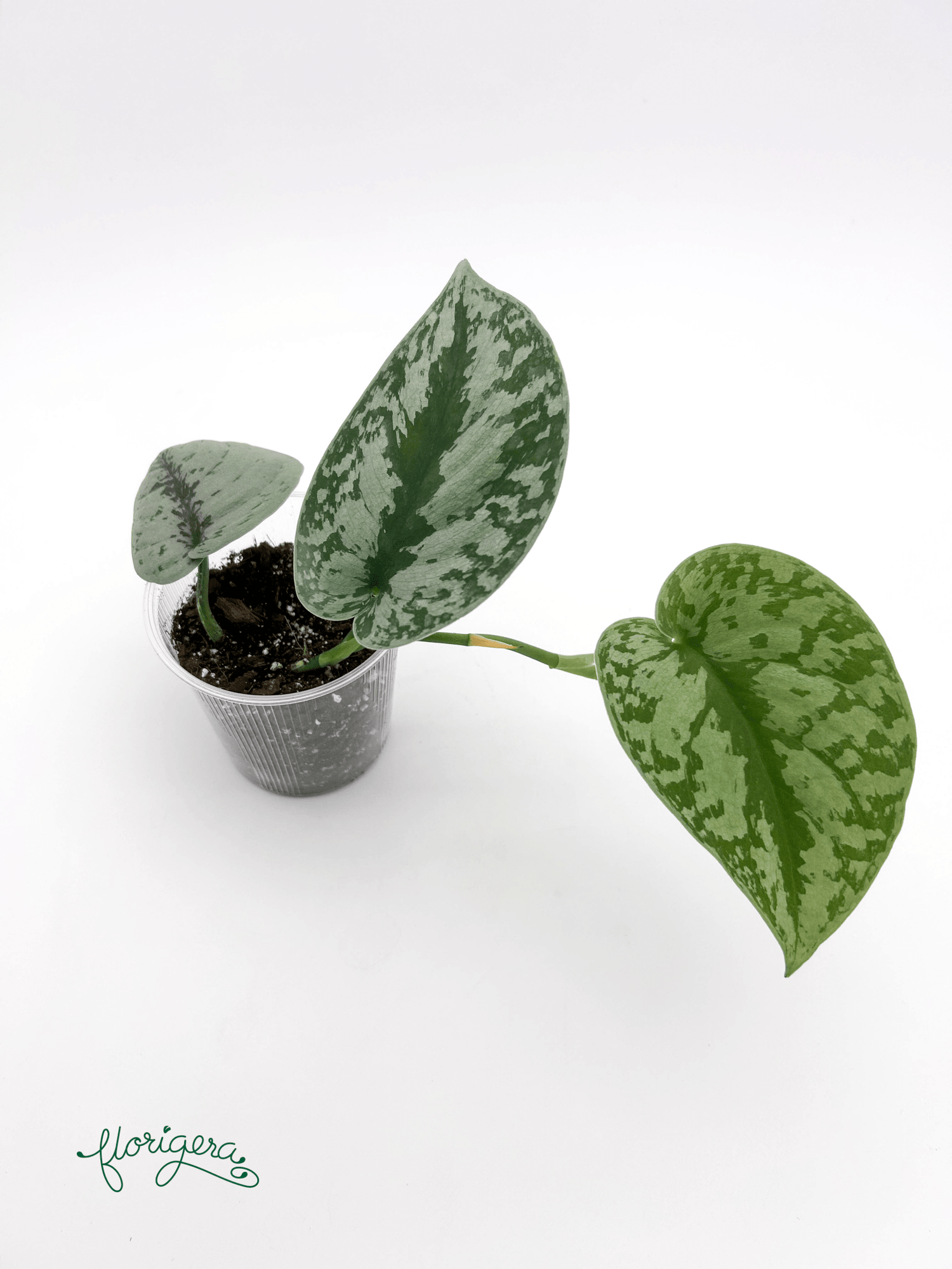 Scindapsus exotica - Florigera