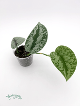 Scindapsus exotica - Florigera