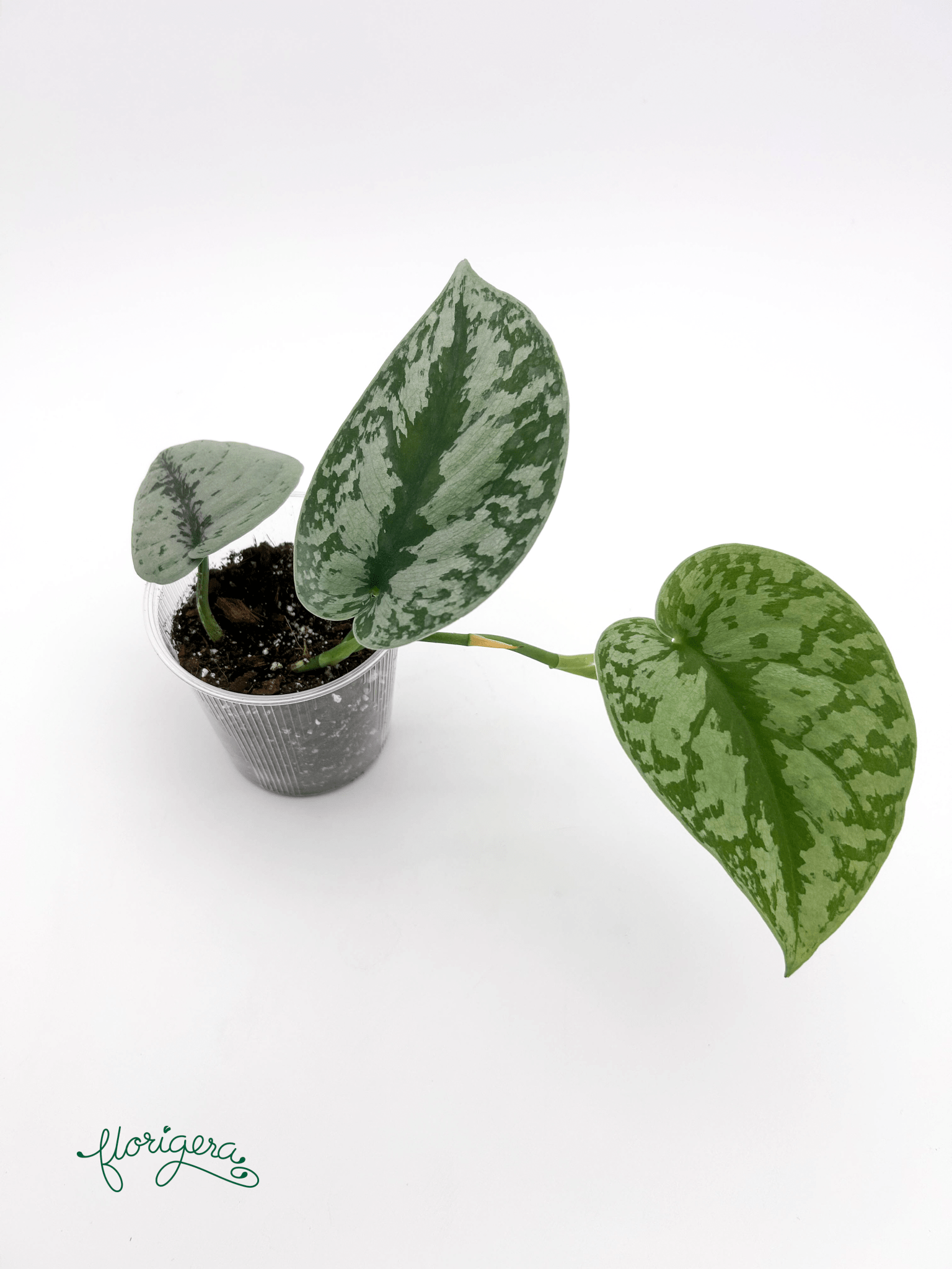 Scindapsus exotica - Florigera