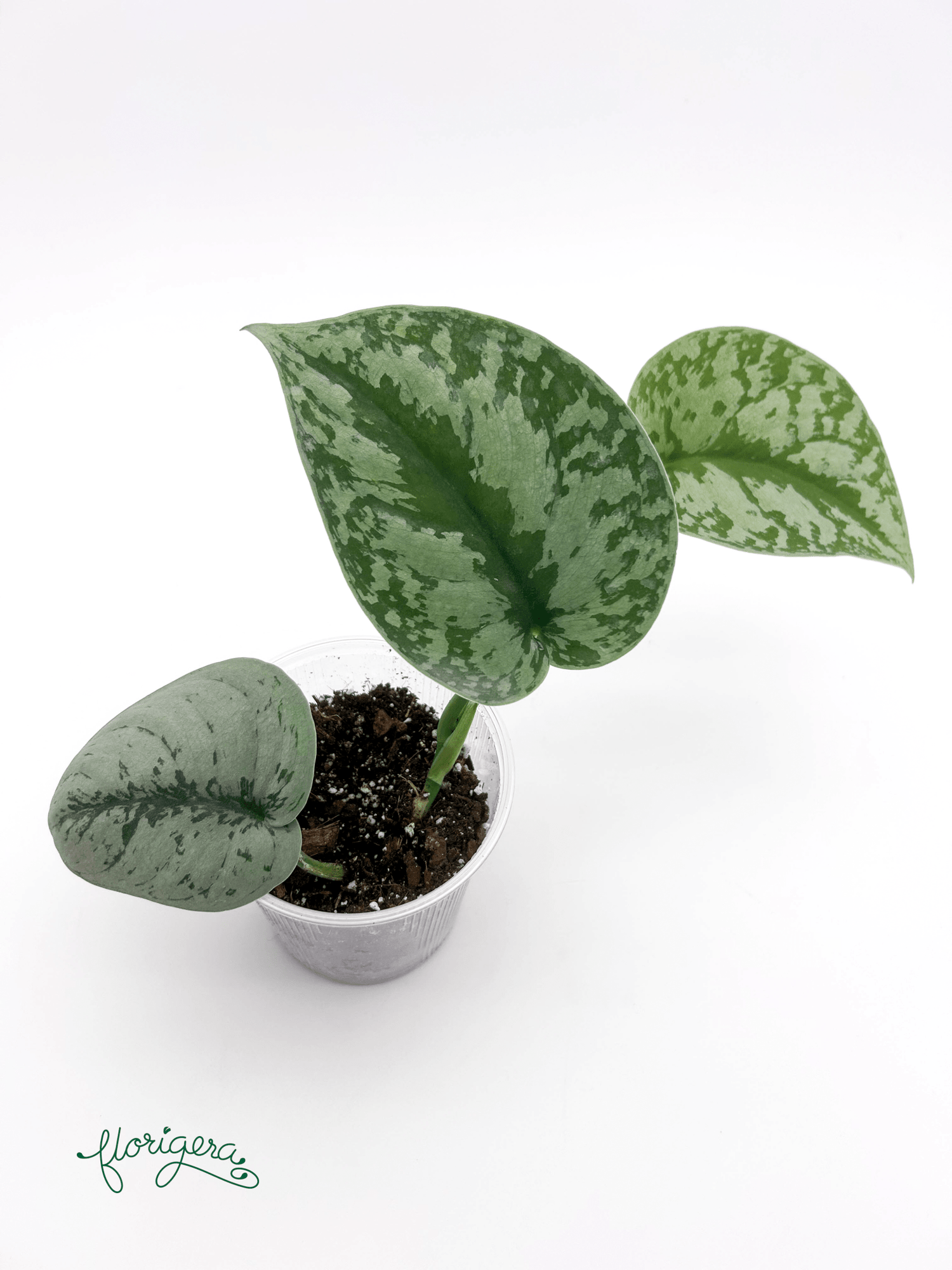 Scindapsus exotica - Florigera